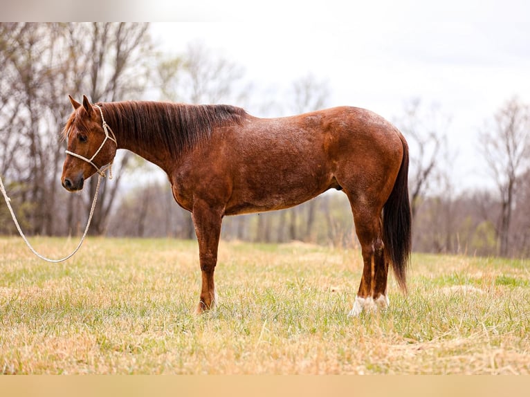 American Quarter Horse Gelding 7 years 15,3 hh Roan-Red in Santa Fe. TN