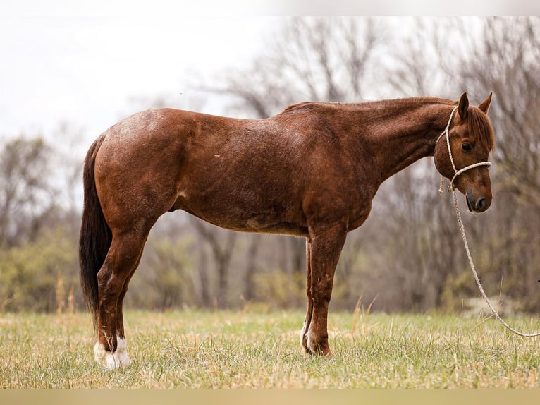 American Quarter Horse Gelding 7 years 15,3 hh Roan-Red in Santa Fe. TN