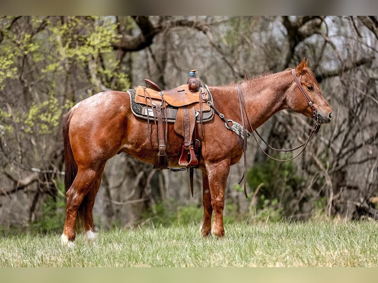 American Quarter Horse Gelding 7 years 15,3 hh Roan-Red in Santa Fe. TN