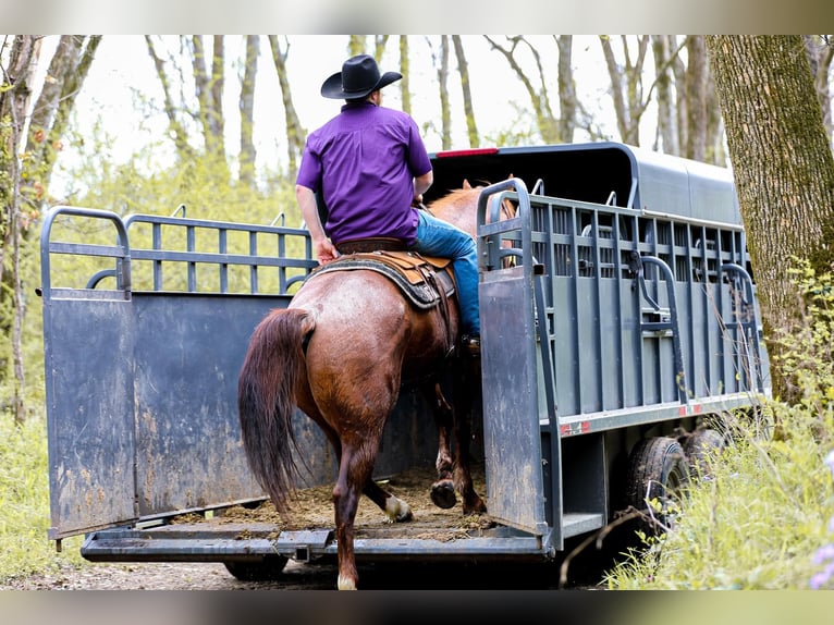 American Quarter Horse Gelding 7 years 15,3 hh Roan-Red in Santa Fe. TN