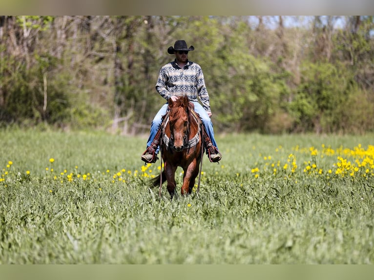 American Quarter Horse Gelding 7 years 15,3 hh Roan-Red in Santa Fe. TN