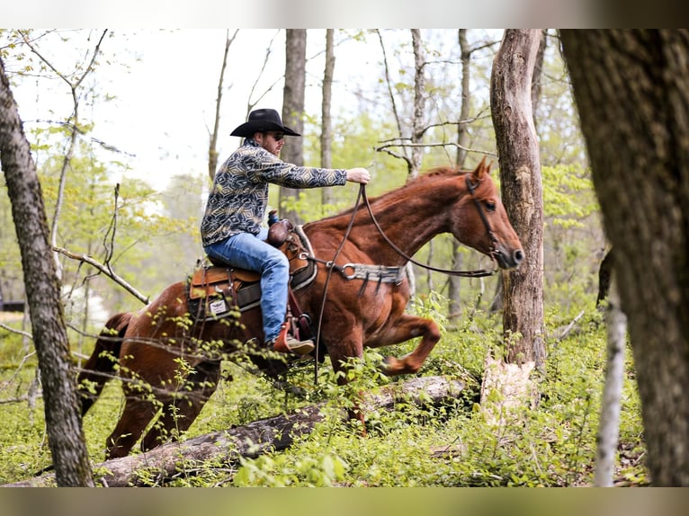 American Quarter Horse Gelding 7 years 15,3 hh Roan-Red in Santa Fe. TN