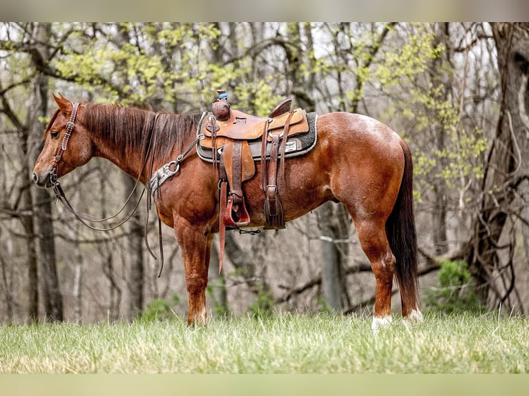 American Quarter Horse Gelding 7 years 15,3 hh Roan-Red in Santa Fe. TN