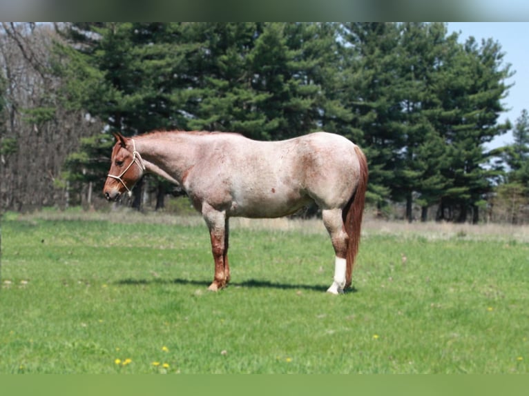 American Quarter Horse Gelding 7 years 15,3 hh Roan-Red in walkerton IN