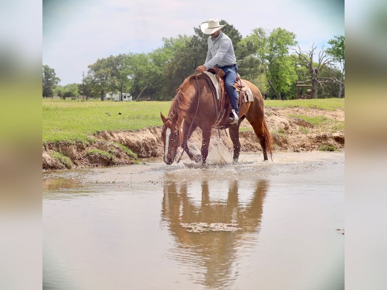 American Quarter Horse Gelding 7 years 15.3 hh Sorrel in Grand Saline