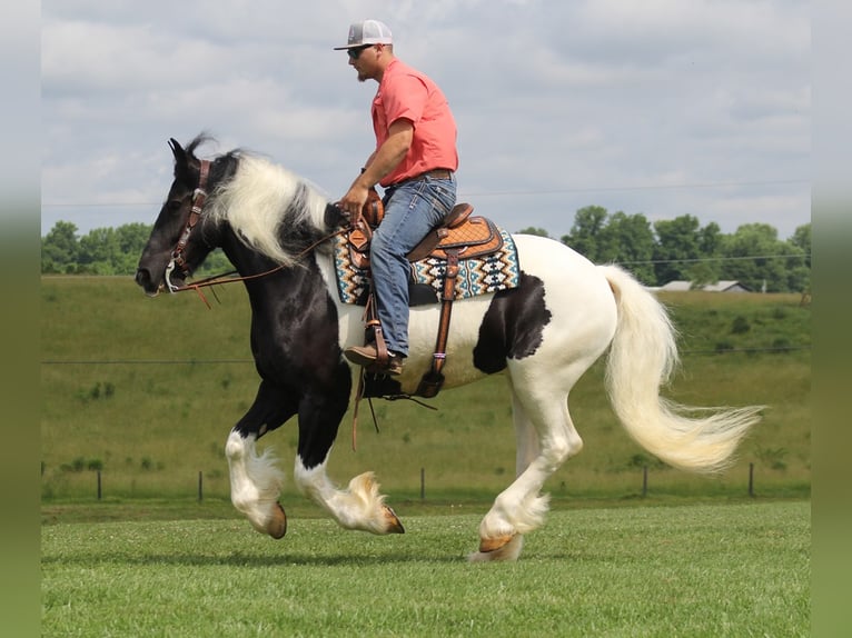 American Quarter Horse Gelding 7 years 15,3 hh Tobiano-all-colors in Mt. Vernon KY