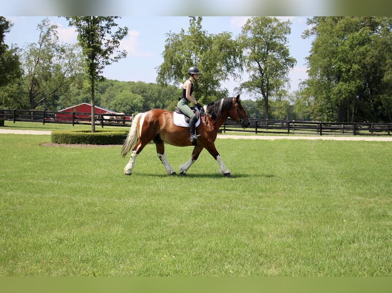 American Quarter Horse Gelding 7 years 15,3 hh Tobiano-all-colors in Highland MI
