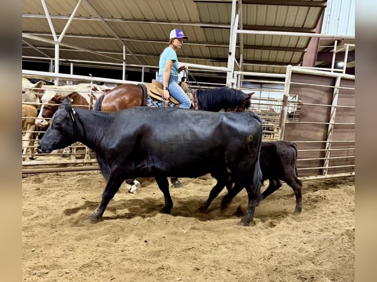 American Quarter Horse Gelding 7 years 15 hh Bay in Guy