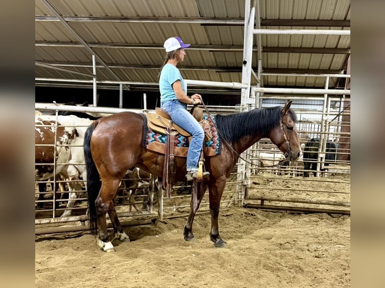 American Quarter Horse Gelding 7 years 15 hh Bay in Guy