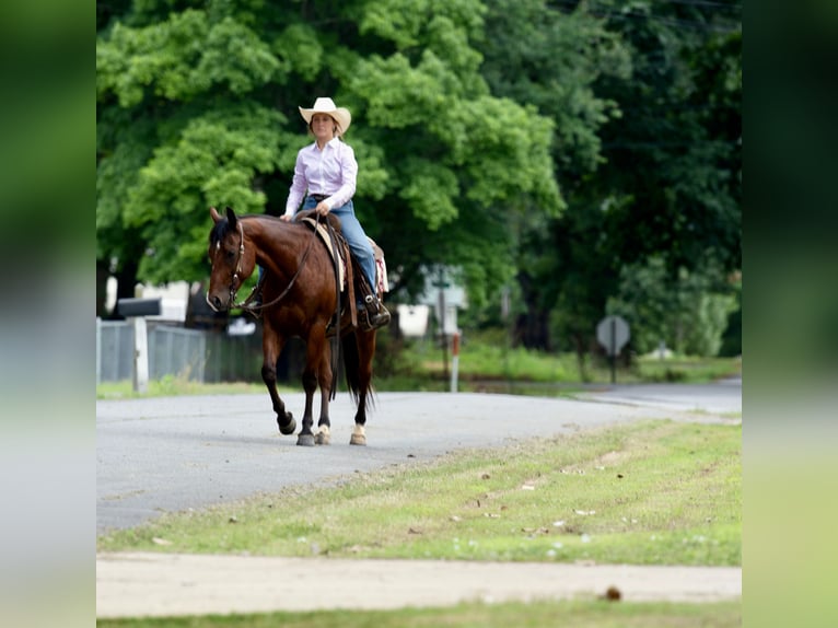 American Quarter Horse Gelding 7 years 15 hh Bay in Guy