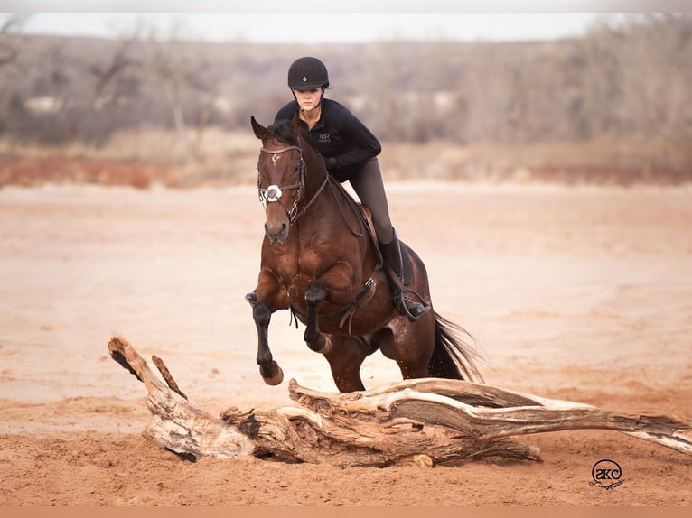 American Quarter Horse Gelding 7 years 15 hh Bay in Canyon