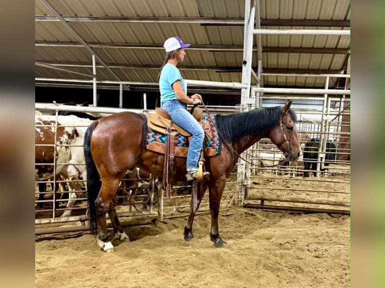 American Quarter Horse Gelding 7 years 15 hh Bay in Guy