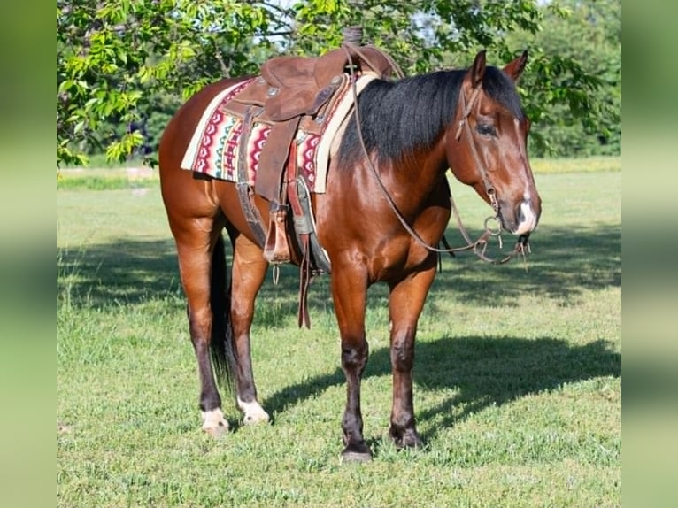 American Quarter Horse Gelding 7 years 15 hh Bay in Guy