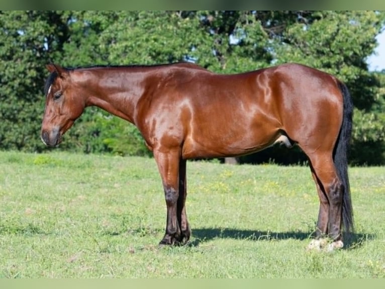 American Quarter Horse Gelding 7 years 15 hh Bay in Guy