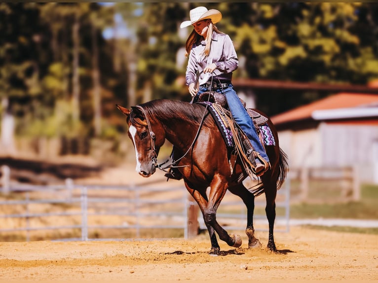 American Quarter Horse Gelding 7 years 15 hh Bay in Charlotte
