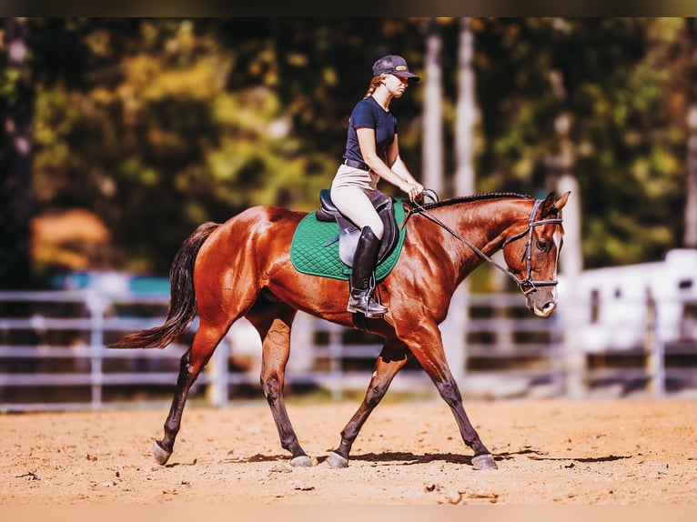 American Quarter Horse Gelding 7 years 15 hh Bay in Charlotte