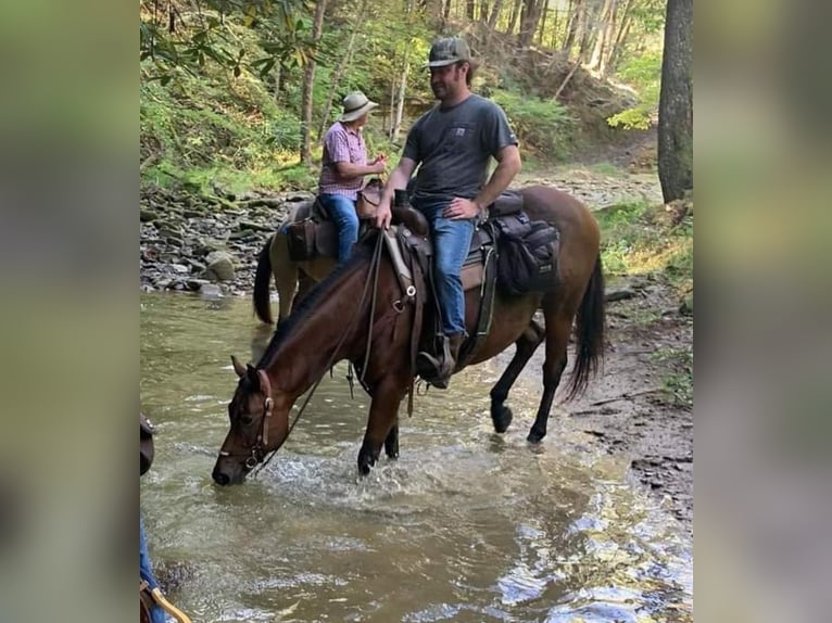 American Quarter Horse Gelding 7 years 15 hh Bay in Robards, KY