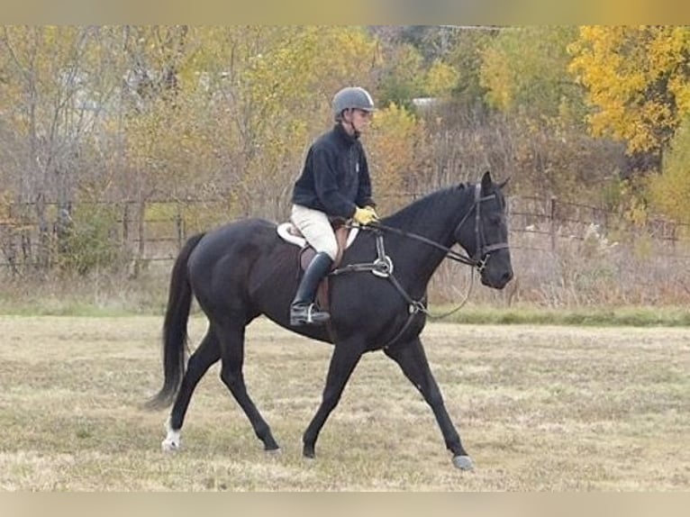 American Quarter Horse Gelding 7 years 15 hh Black in birmingham