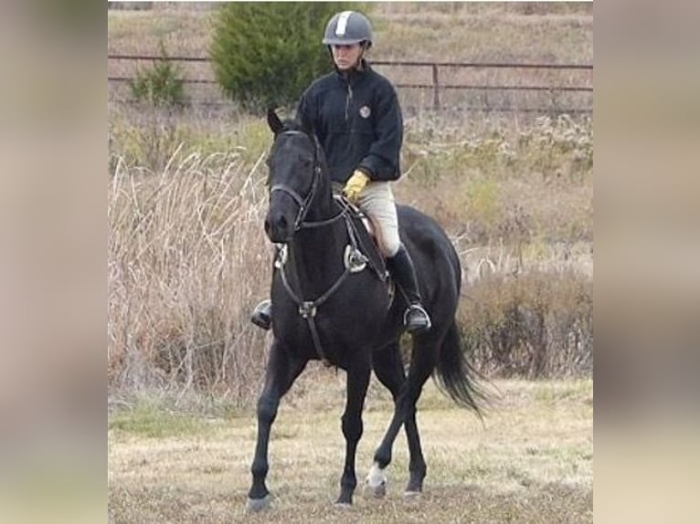 American Quarter Horse Gelding 7 years 15 hh Black in birmingham