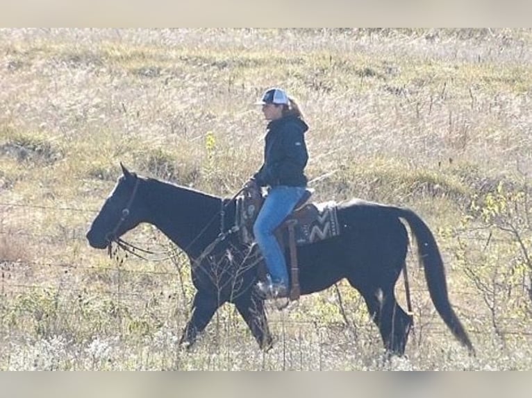 American Quarter Horse Gelding 7 years 15 hh Black in Phoenix,Arizona