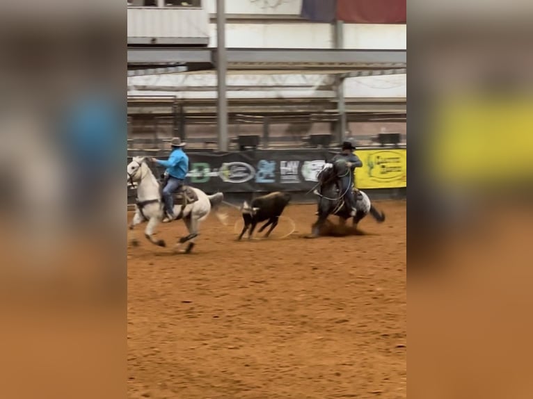 American Quarter Horse Gelding 7 years 15 hh Black in Breckenridge TX