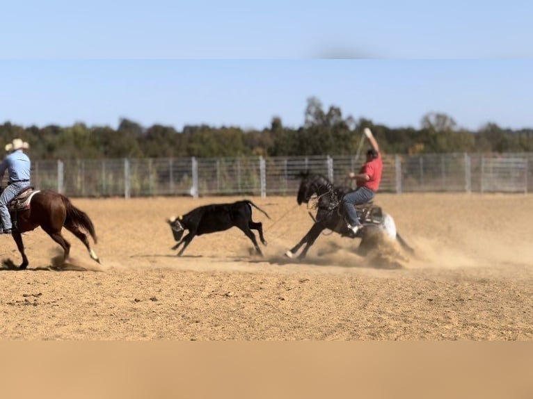 American Quarter Horse Gelding 7 years 15 hh Black in Breckenridge TX