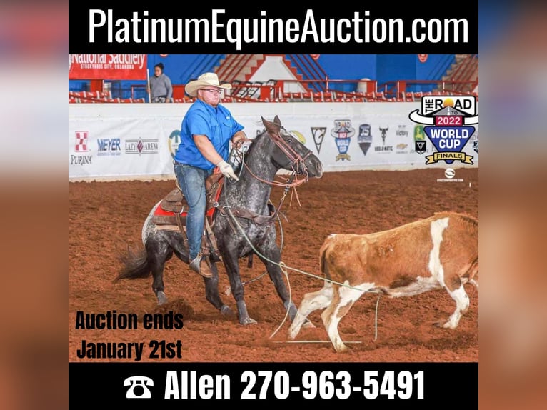 American Quarter Horse Gelding 7 years 15 hh Black in Breckenridge TX