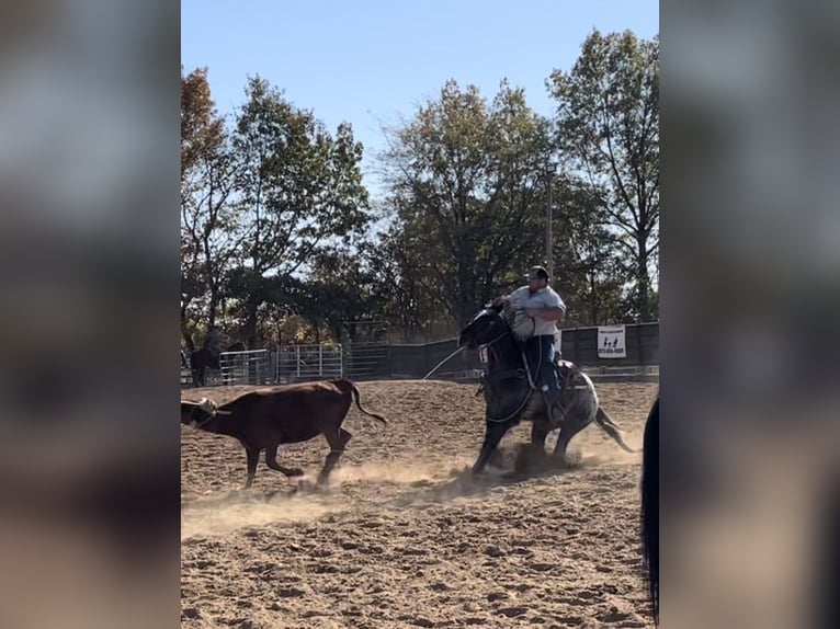 American Quarter Horse Gelding 7 years 15 hh Black in Breckenridge TX
