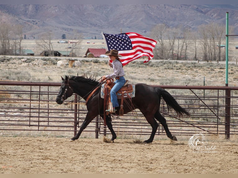 American Quarter Horse Gelding 7 years 15 hh Black in Cody