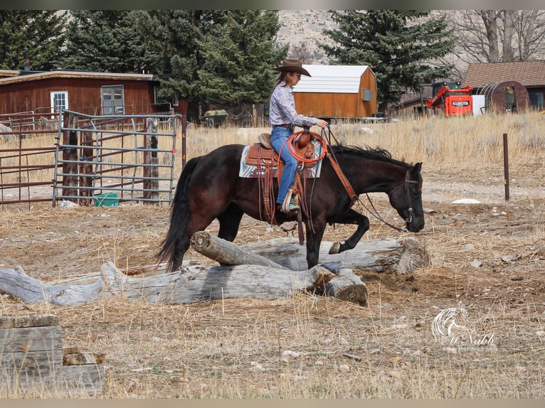 American Quarter Horse Gelding 7 years 15 hh Black in Cody
