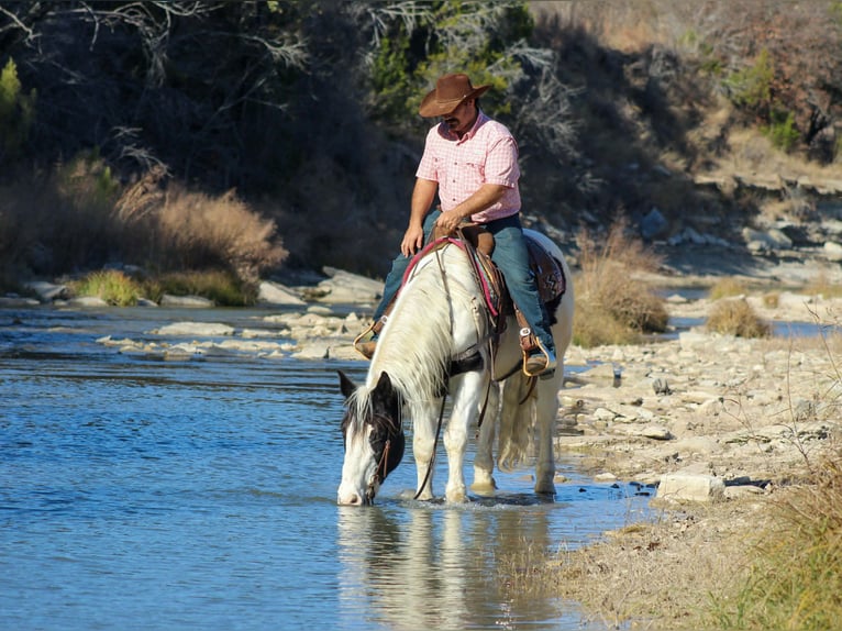 American Quarter Horse Gelding 7 years 15 hh Black in Stephenville