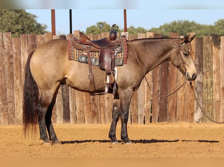 American Quarter Horse Gelding 7 years 15 hh Buckskin in Stephenville, TX