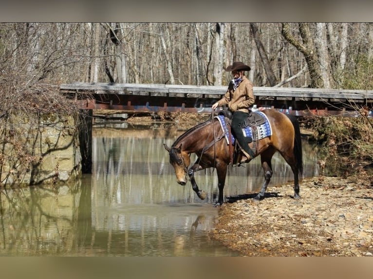 American Quarter Horse Gelding 7 years 15 hh Buckskin in Robards