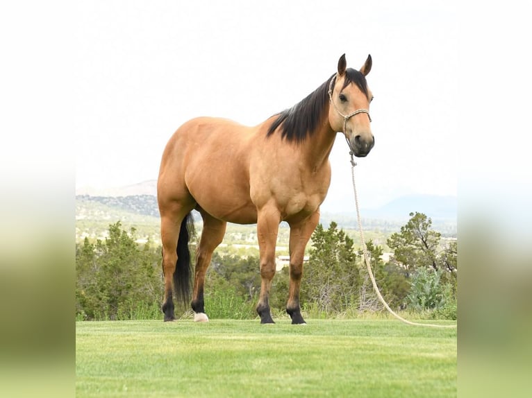 American Quarter Horse Gelding 7 years 15 hh Buckskin in Flagstaff, AZ