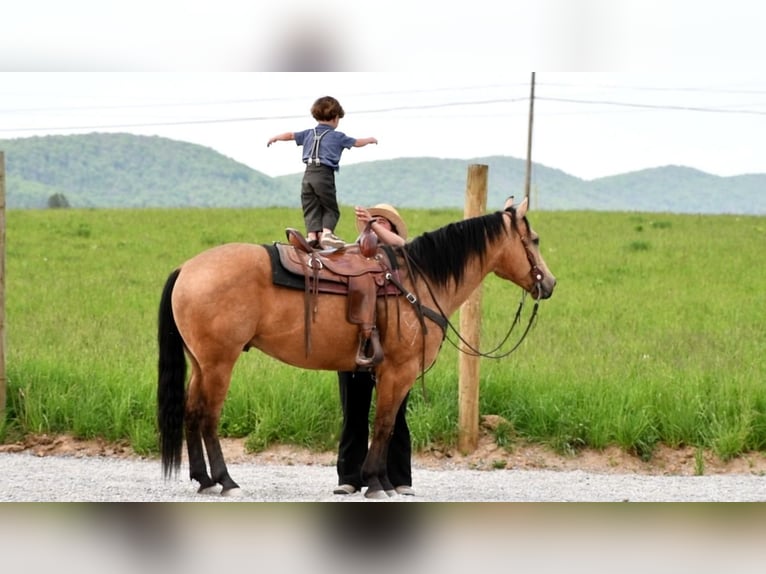 American Quarter Horse Gelding 7 years 15 hh Buckskin in Rebersburg, PA