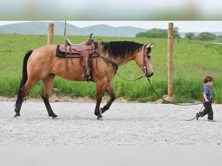 American Quarter Horse Gelding 7 years 15 hh Buckskin in Rebersburg, PA