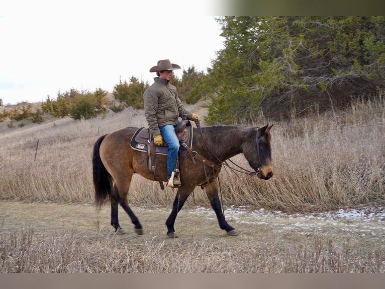 American Quarter Horse Gelding 7 years 15 hh Buckskin in Valley Springs