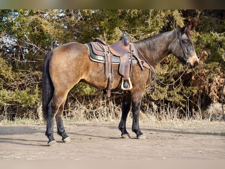 American Quarter Horse Gelding 7 years 15 hh Buckskin in Valley Springs