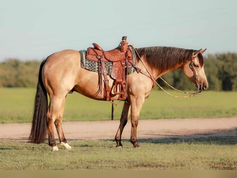 American Quarter Horse Gelding 7 years 15 hh Buckskin in Whitesboro