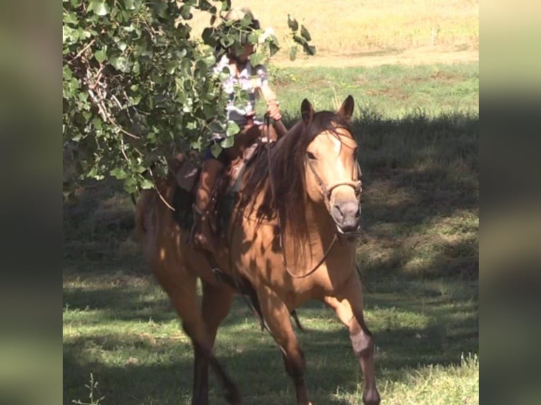 American Quarter Horse Gelding 7 years 15 hh Buckskin in Rushville NE