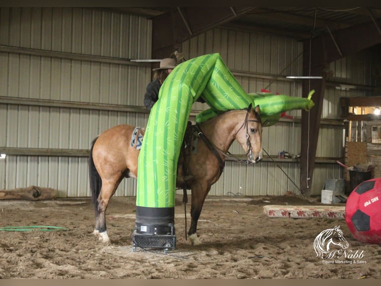 American Quarter Horse Gelding 7 years 15 hh Buckskin in Cody, WY