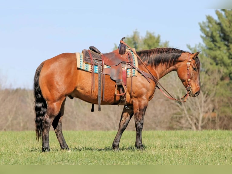 American Quarter Horse Gelding 7 years 15 hh Buckskin in Clarion