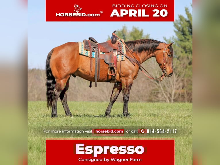 American Quarter Horse Gelding 7 years 15 hh Buckskin in Clarion