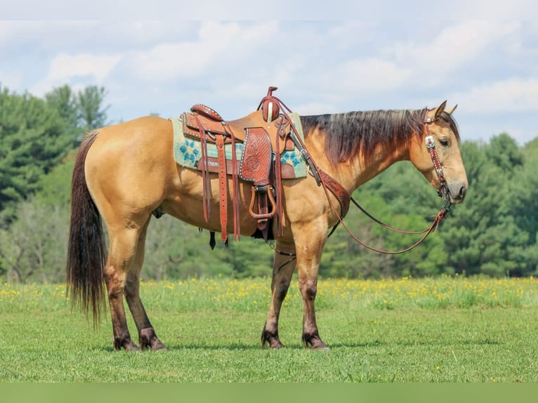 American Quarter Horse Gelding 7 years 15 hh Buckskin in Clarion