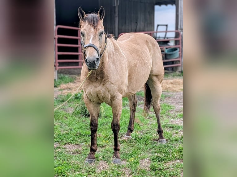 American Quarter Horse Gelding 7 years 15 hh Buckskin in Manchester