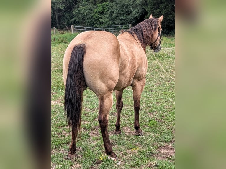 American Quarter Horse Gelding 7 years 15 hh Buckskin in Manchester