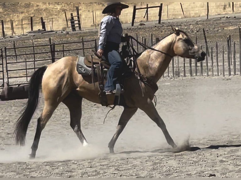 American Quarter Horse Gelding 7 years 15 hh Buckskin in Paicines, CA