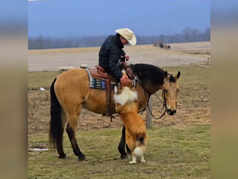 American Quarter Horse Mix Gelding 7 years 15 hh Buckskin in Allenwood, PA