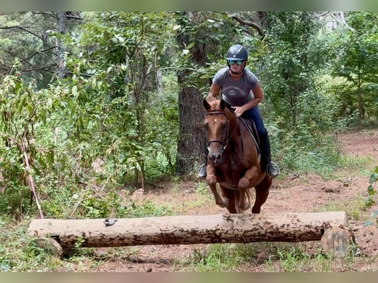 American Quarter Horse Gelding 7 years 15 hh Chestnut in Johnston, SC