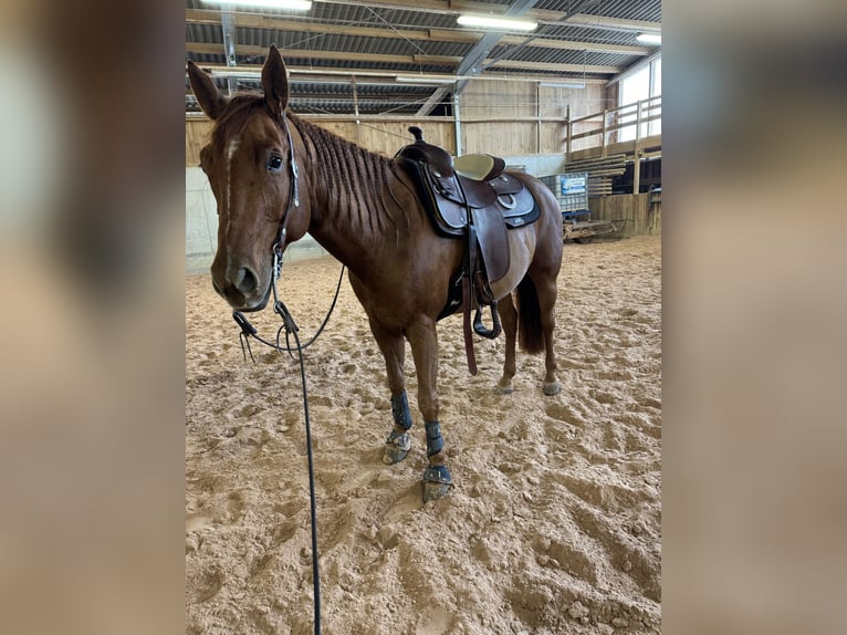 American Quarter Horse Gelding 7 years 15 hh Chestnut-Red in Tamm